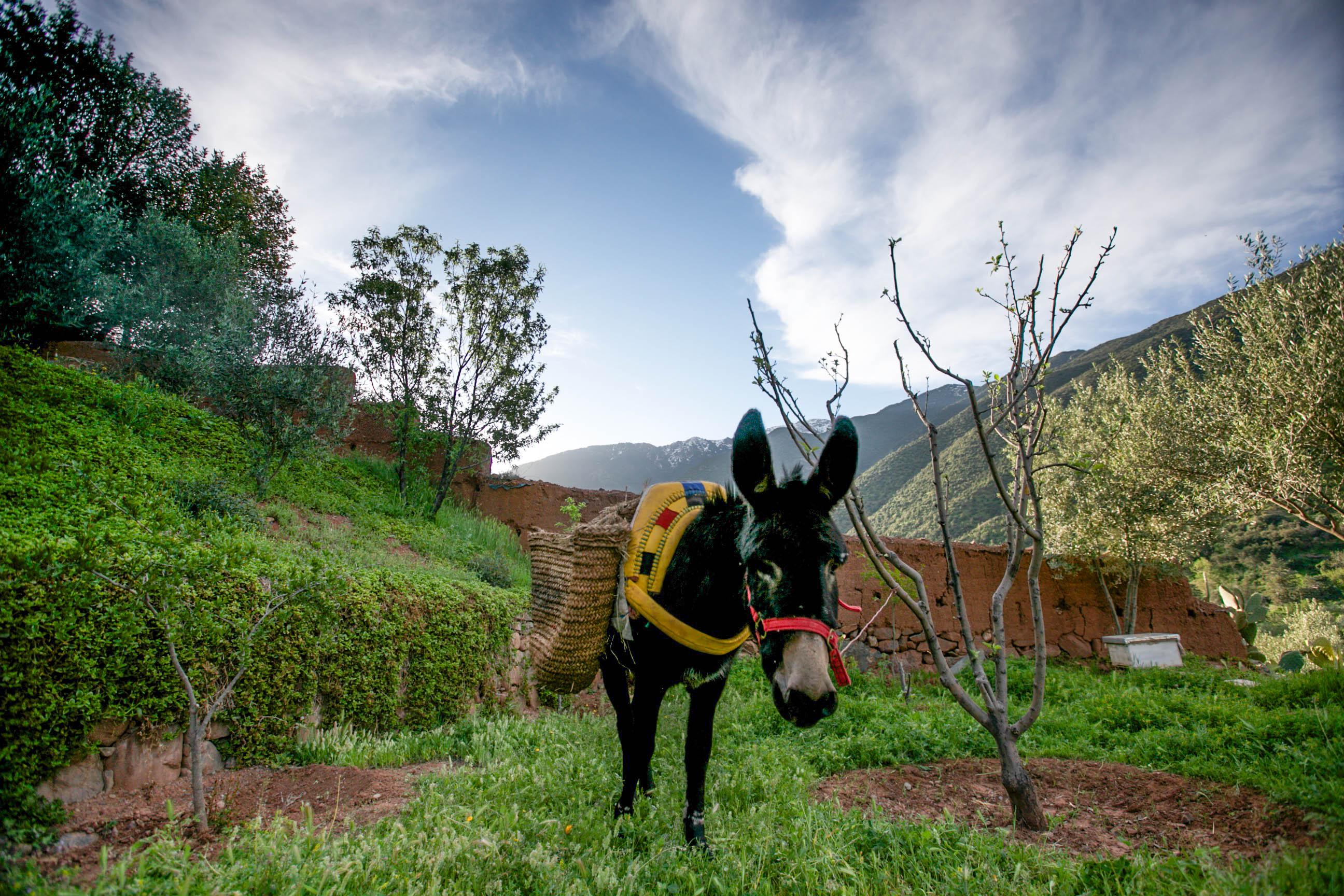 Bed and Breakfast Kasbah Africa Ouirgane Exterior foto